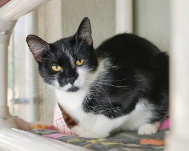 Lolly, adult, available for adoption