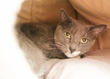 GusGus, adult, available for adoption