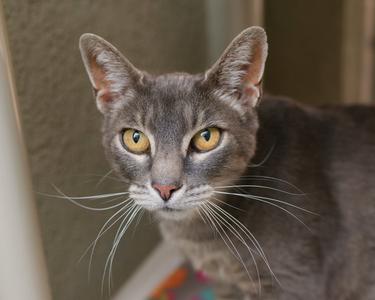 Gracie, adult, available for adoption