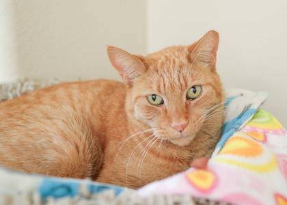 Chester, adult, available for adoption