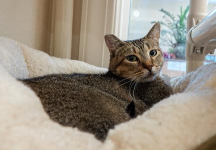 Bob, adult, available for adoption