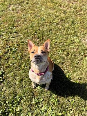 DARBY, Australian Cattle Dog/Blue Heeler, adult, available for adoption