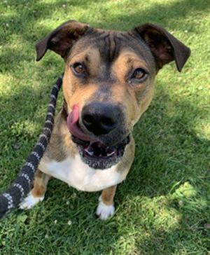 STITCH, Boxer, young, available for adoption