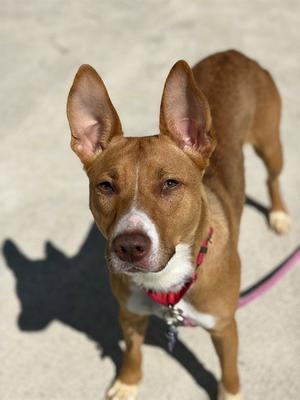 PENELOPE, Basenji / Pit Bull Terrier, young, available for adoption