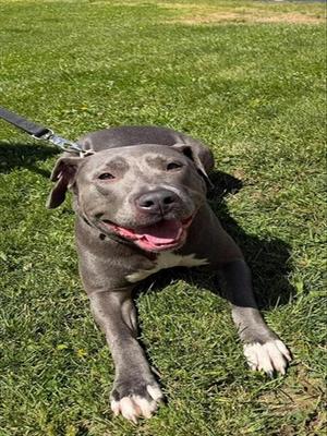 REINA, Pit Bull Terrier, adult, available for adoption