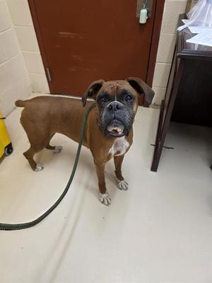MARCI, Boxer, adult, available for adoption