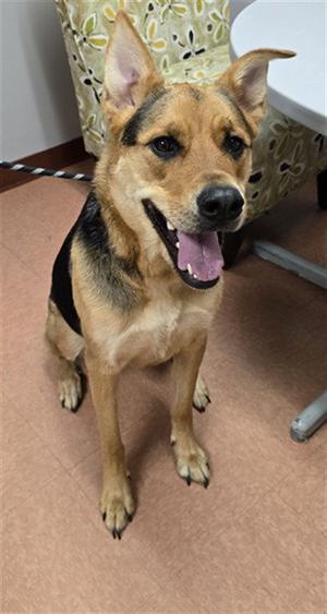 HAZEL, German Shepherd Dog, adult, available for adoption