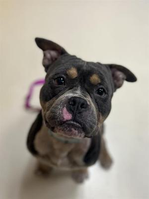 SNOOP DOG, Pit Bull Terrier, adult, available for adoption
