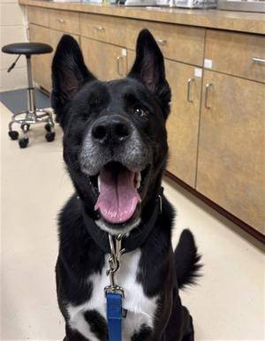 TORPEDO, German Shepherd Dog, adult, available for adoption