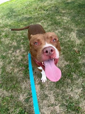 MEECHY, Pit Bull Terrier, adult, available for adoption
