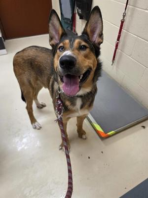 RYLO, German Shepherd Dog, young, available for adoption
