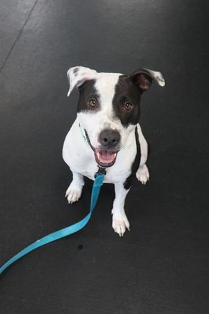 ROCKY, Staffordshire Bull Terrier, adult, available for adoption