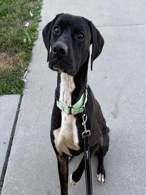 MONTY, Labrador Retriever, adult, available for adoption