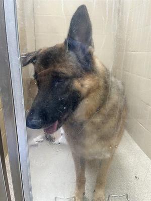 GOOSE, German Shepherd Dog, adult, available for adoption