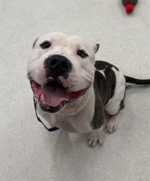 A happy pitbull with a white and gray coat, wearing a blue collar, sitting on a light-colored floor.