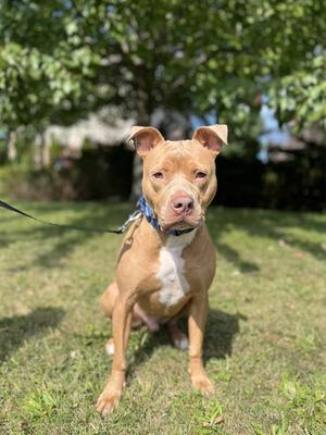 TERIYAKI, Pit Bull Terrier, adult, available for adoption