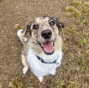 A happy dog with a white and brown coat, wearing a black collar, looking up with its mouth open and tongue out.