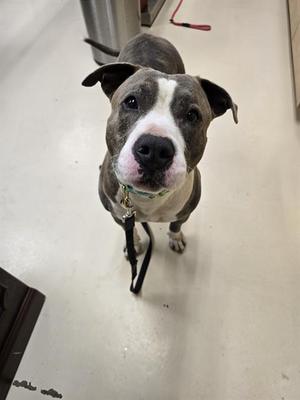 HAYMITCH, Pit Bull Terrier, adult, available for adoption