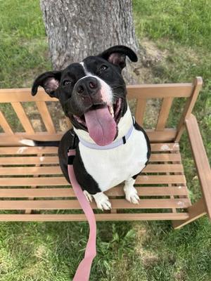 JANIE, Pit Bull Terrier, adult, available for adoption