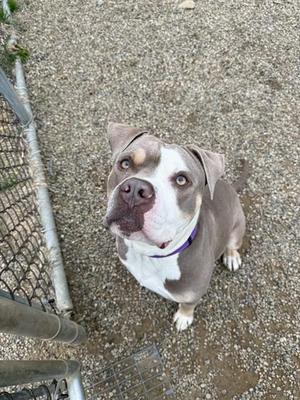 OTTO, American Pit Bull Terrier, adult, available for adoption