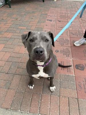 A gray and white dog with a purple collar sitting on a brick walkway, looking at the camera.