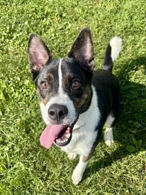 HUGO, Border Collie, young, available for adoption