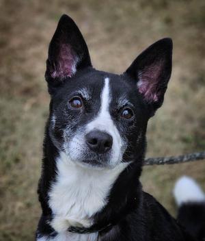 a black and white dog with perked ears looking at the camera