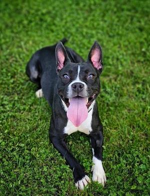 Cricket (Prison), Staffordshire Bull Terrier / Boston Terrier, adult, available for adoption
