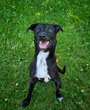 Nora, Whippet / Black Labrador Retriever, young, available for adoption