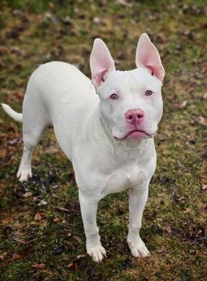 Terry, Pit Bull Terrier, young, available for adoption