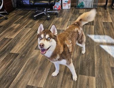 A brown and white husky with blue eyes standing on a wooden floor, looking up at the camera with its mouth open.