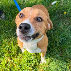 Toby, Terrier, adult, available for adoption