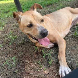 Tilly, Terrier, senior, available for adoption