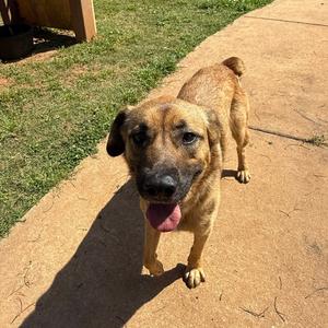 Maisie, Shepherd, adult, available for adoption