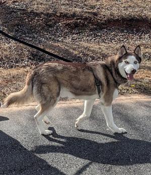 Broly, Siberian Husky, adult, available for adoption