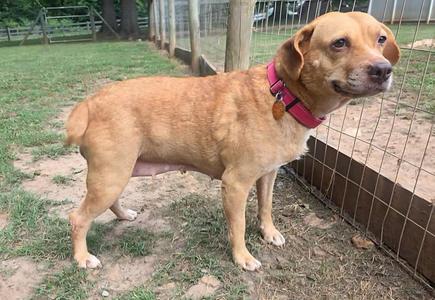 Patsy, Labrador Retriever / Beagle, adult, available for adoption