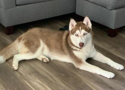 Sebastián, Husky, adult, available for adoption