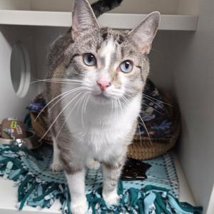 Chewy, adult, available for adoption