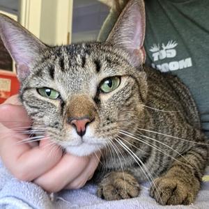 Barbossa & Jack Sparrow, young, available for adoption