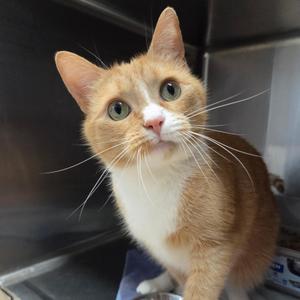 Cheeto, young, available for adoption