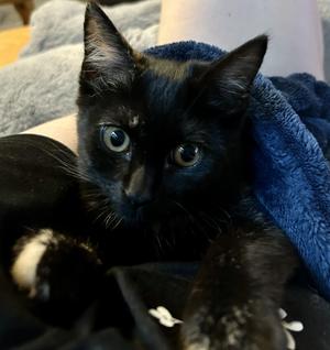 Cuddles, kitten, available for adoption