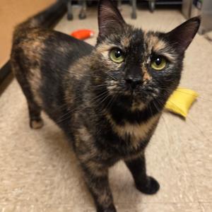 Andromeda, young, available for adoption