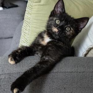 Cedar, kitten, available for adoption