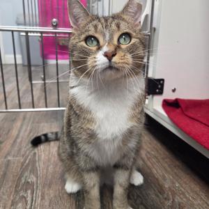 Allee, young, available for adoption