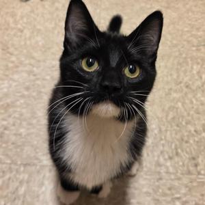 Bubonic Plague, kitten, available for adoption