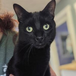 Bobby & Zoey, young, available for adoption