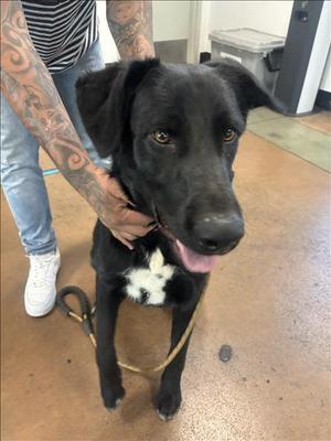 BOLT, Labrador Retriever, young, available for adoption