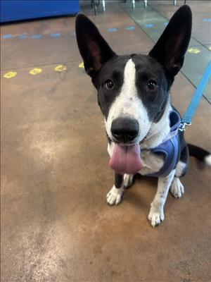 BAILEY, Australian Cattle Dog/Blue Heeler, young, available for adoption