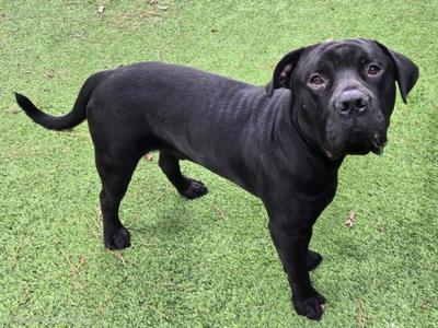 BILLY, Bullmastiff, adult, available for adoption