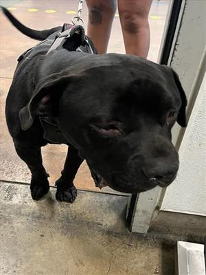 BILLY, American Staffordshire Terrier, young, available for adoption